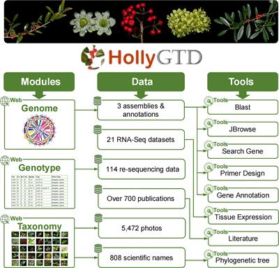 HollyGTD: an integrated database for holly (Aquifoliaceae) genome and taxonomy